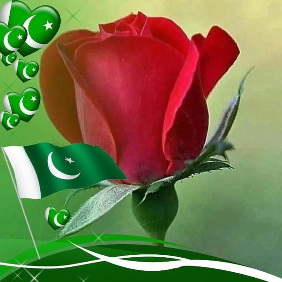 Meet your Posher, Sami - Picture 1 of 1